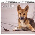 Cover Art for 9780648774440, Wildlife of Australia 2021 Wall Calendar by Steven Nowakowski and Stanley Breeden