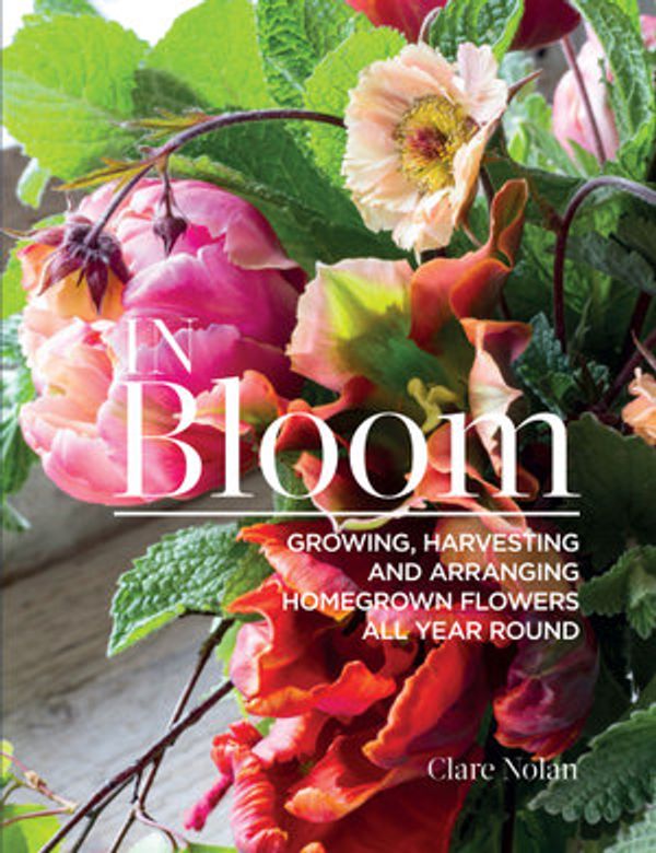 Cover Art for 9781620083291, In Bloom by Clare Nolan
