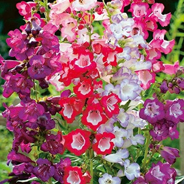 Cover Art for 7753785908032, Seeds Package: Penstemon Esprit Mix Seeds.(from Sarah Raven Seeds.) 3 Seeds,Free P +P by 
