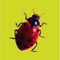 Cover Art for 9780007177950, Collins Wild Guide - Insects by Bob Gibbons