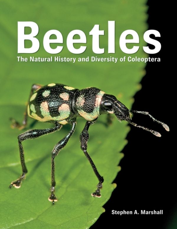 Cover Art for 9780228100690, BeetlesThe Natural History and Diversity of Coleoptera by Stephen Marshall