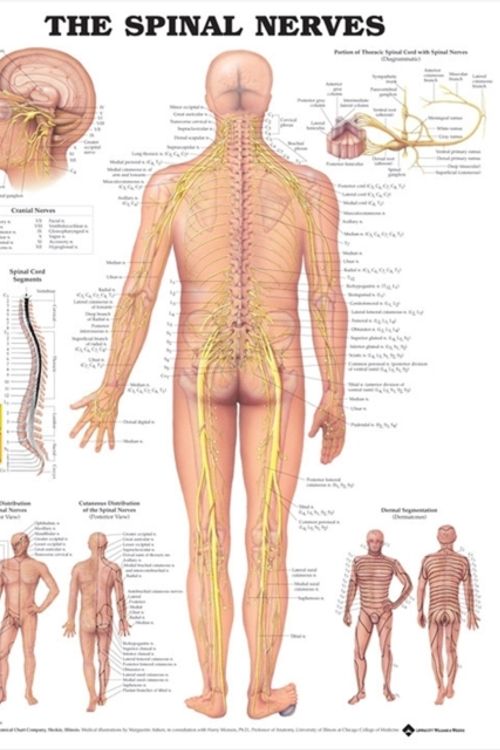 Cover Art for 9781587792069, The Spinal Nerves Anatomical Chart by Anatomical Chart Company