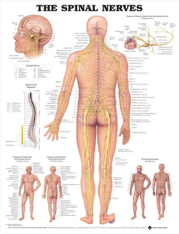 Cover Art for 9781587792069, The Spinal Nerves Anatomical Chart by Anatomical Chart Company