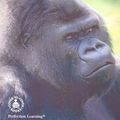 Cover Art for 9780789121462, Gorillas by Caroline E. Walsh