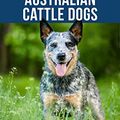 Cover Art for B0828CT9KW, The Complete Guide to Australian Cattle Dogs: Finding, Training, Feeding, Exercising and Keeping Your ACD Active, Stimulated, and Happy by Tarah Schwartz