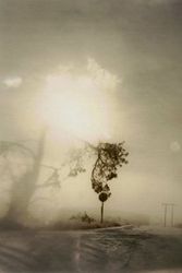 Cover Art for 9781590052921, Todd Hido: Crooked Cracked Tree in Fog (One Picture Book #60, with Print) by Todd Hido