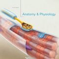 Cover Art for B00E28PPEC, Anatomy & Physiology, 4th Edition 4th (fourth) Edition by Marieb, Elaine N., Hoehn, Katja published by Benjamin Cummings (2010) by N. Marieb