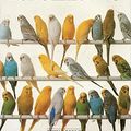 Cover Art for 9781863020312, The Complete Book of Budgerigars by John Scoble