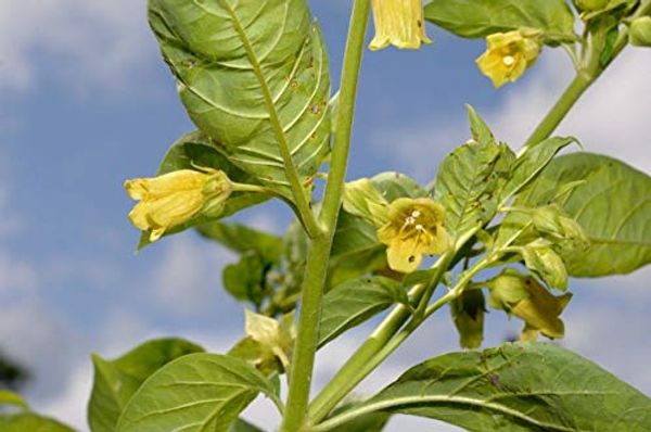 Cover Art for 0690980604024, zaafshop Atropa Belladonna VAR Lutea-Deadly Nightshade'-Yellow flowers-10 Seeds by 