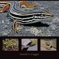 Cover Art for 9781486309719, Reptiles and Amphibians of Australia by Harold Cogger
