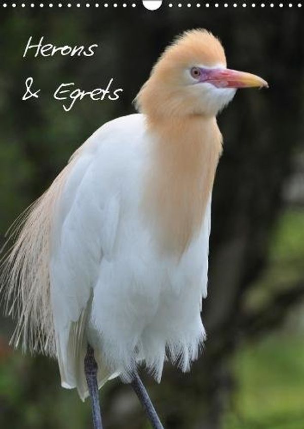Cover Art for 9781325240678, Herons & Egrets 2018: A cosmopolitan bird family (Calvendo Animals) by Katharina Kreissig