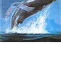 Cover Art for 9781444785067, Songs of the Humpback Whale by Picoult Jodi