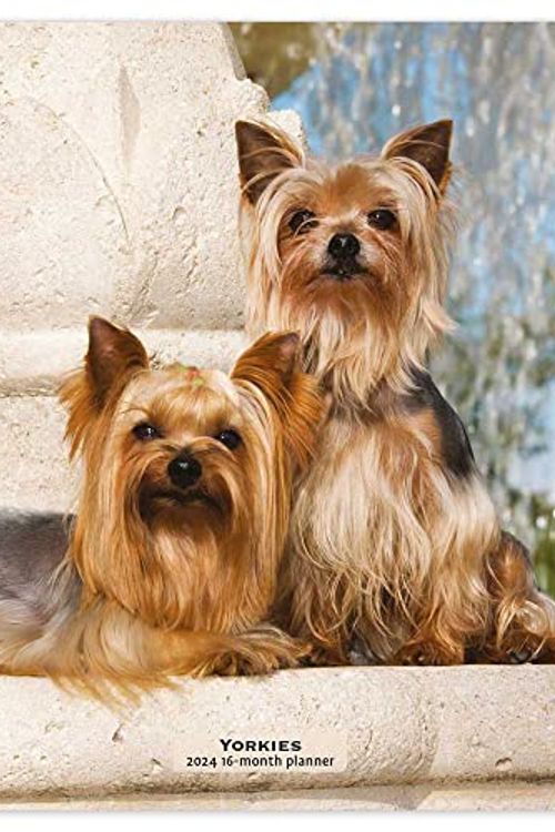 Cover Art for 9781975468927, Yorkshire Terriers | 2024 6 x 7.75 Inch Spiral-Bound Wire-O Weekly Engagement Planner Calendar | New Full-Color Image Every Week | BrownTrout | Yorkies Dog Breeds by BrownTrout Publishers Inc
