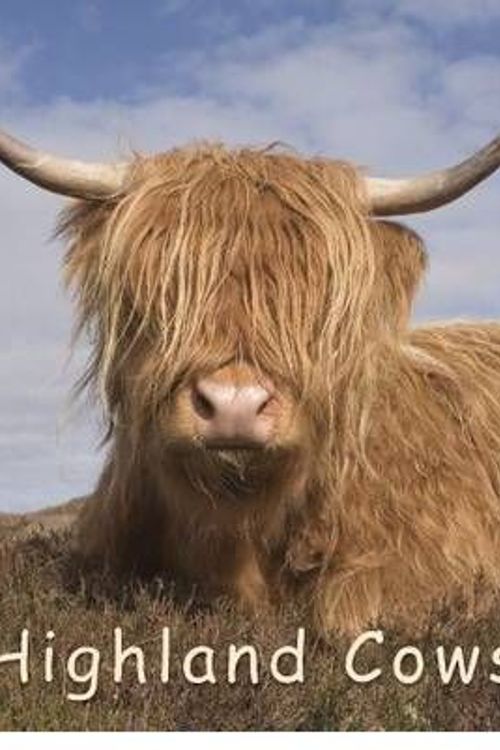 Cover Art for 9781841074016, Highland Cows by Abernethy