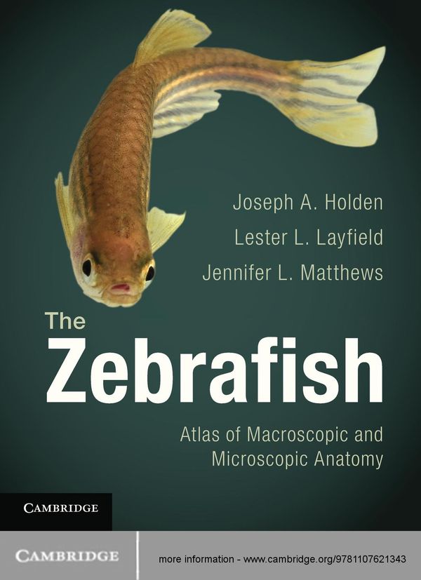 Cover Art for 9781139611336, The Zebrafish by Jennifer L. Matthews, Joseph A. Holden, Lester L. Layfield