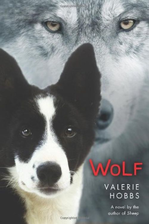 Cover Art for 9780374315757, Wolf by Valerie Hobbs