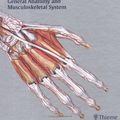 Cover Art for 9783131420718, General Anatomy and Musculoskeletal System (Thieme Atlas of Anatomy Series) Schuenke, Michael; Schulte, Erik; Schumacher, Udo; Ross, Lawrence M. and Lamperti, Edward D. by Michael Schuenke