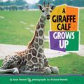 Cover Art for 9781575056302, A Giraffe Calf Grows Up by Joan Hewett
