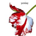 Cover Art for 9786051735085, Yeniay by Stephenie Meyer