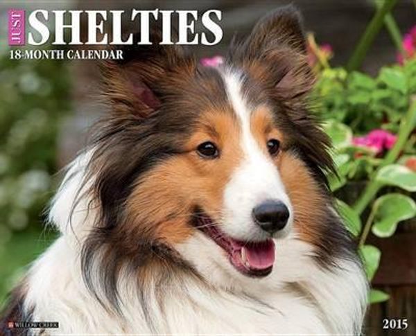 Cover Art for 9781623433703, Just Shelties Calendar (Just (Willow Creek)) by Willow Creek Press