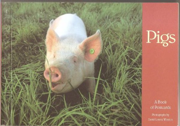 Cover Art for 9781566404389, Pigs by David Lorenz Winston