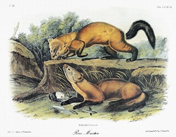 Cover Art for 7434327273275, Audubon Marten Namerican Or Pine Marten (Martes Americana) Lithograph C1854 After A Painting by John Woodhouse Audubon for John James AudubonS Viviparous Quadrupeds of North America Poster Print by ( by 