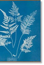 Cover Art for 9783836590983, Anna Atkins. Cyanotypes by Peter Walther
