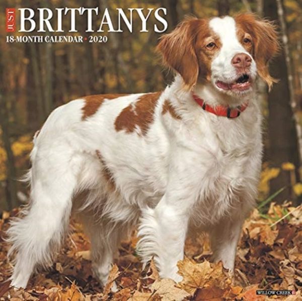 Cover Art for 9781549205552, Just Brittanys 2020 Wall Calendar (Dog Breed Calendar) by Willow Creek Press