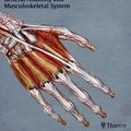 Cover Art for 9781588903877, Thieme Atlas of Anatomy by Michael Schuenke