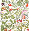 Cover Art for 9780718114176, Concise British Flora in Colour by W.Keble Martin