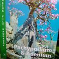 Cover Art for 9780952830276, Pschypodium and Adenium by Gordon Rowley