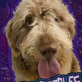 Cover Art for 9781429620093, Labradoodles by Brekka Hervey Larrew