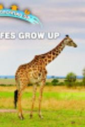 Cover Art for 9781978508262, How Giraffes Grow Up by Linda Bozzo