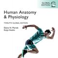 Cover Art for 9781292421780, Human Anatomy & Physiology, Global Edition by Elaine Marieb, Katja Hoehn